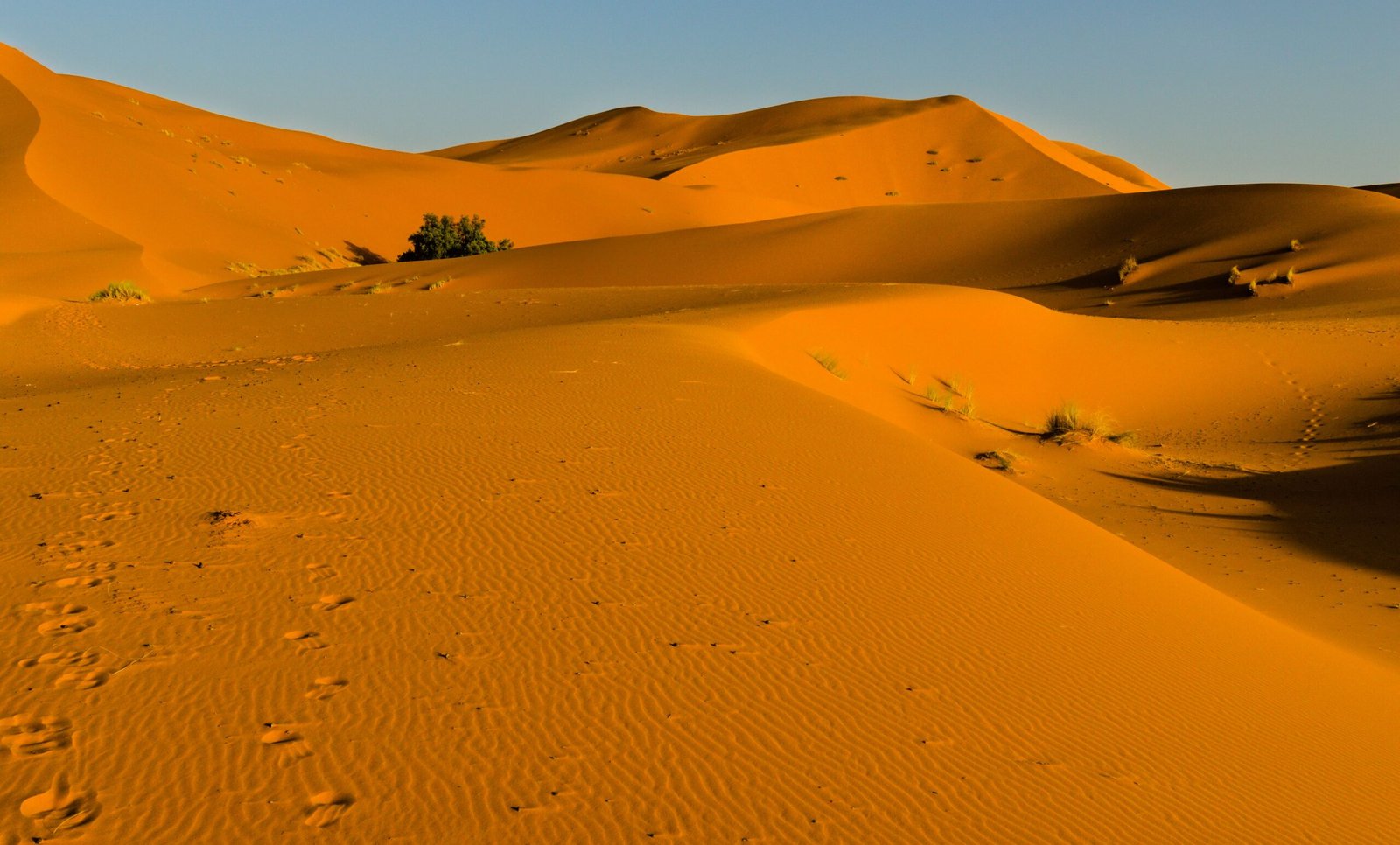 Orange Sahara sand dunes and wind ripples lit by golden hour light